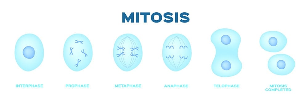 Mitosis